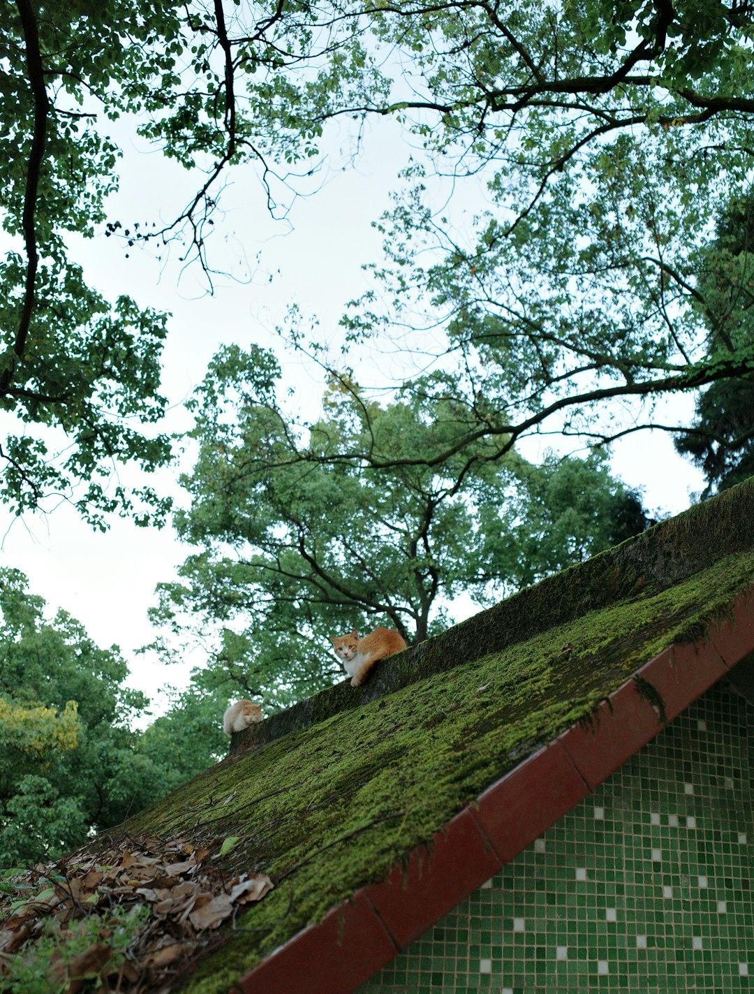 Green Roof Building